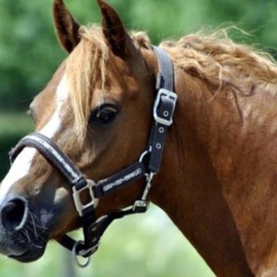 Horseriding, dressuur M1//Nicky❤️ Hezzle|Mona❤️ rip Doortje 19-4-2014❤️ zusje Lena❤️best Emy❤️rip aller liefste Bliss never forget you ❤️ fleur ❤️