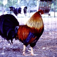 Mr. Jim  (@chickenranchpc) 's Twitter Profile