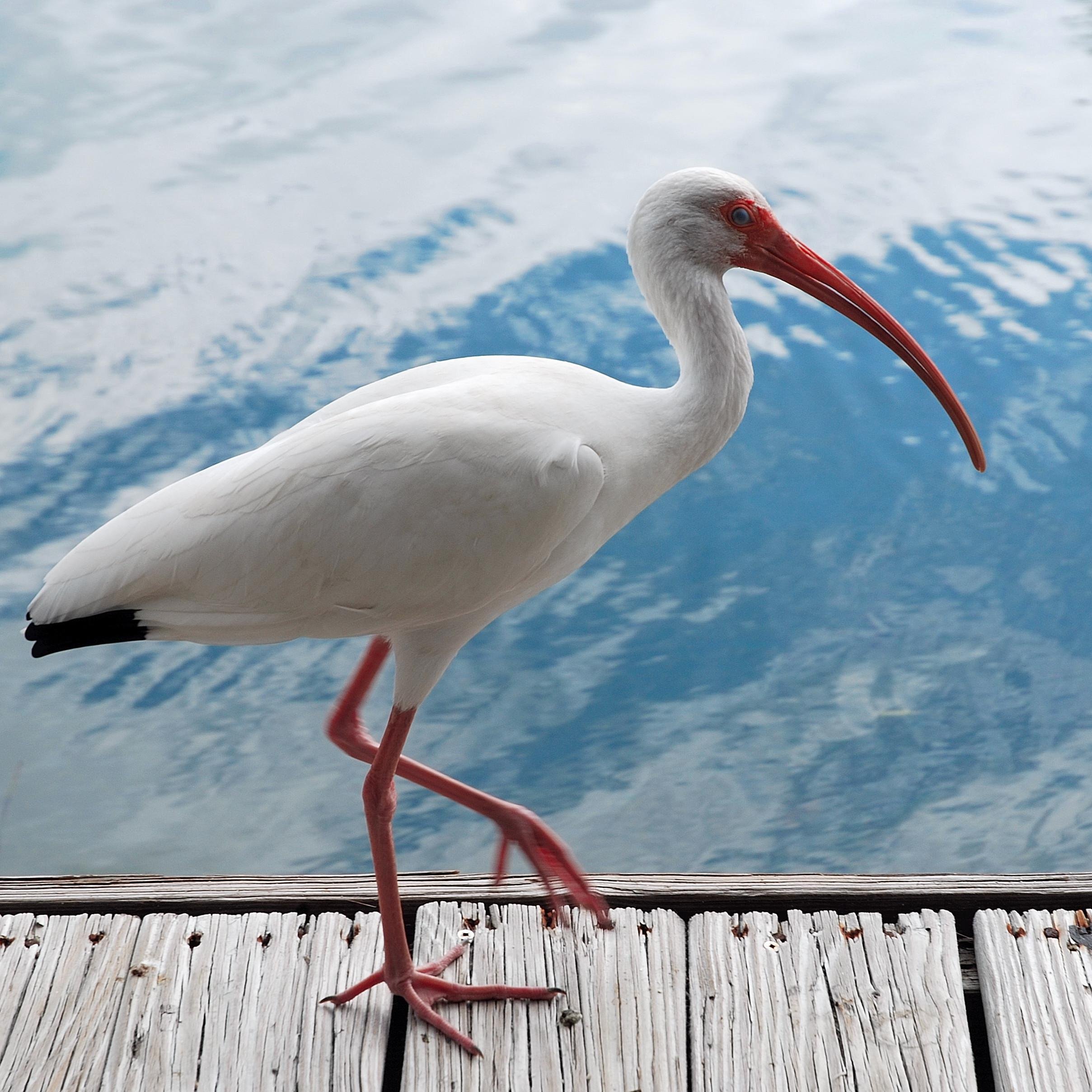 Ibis Bay is Key West's #1 Resort. We’ve infused every inch of this historic resort with the island’s famous artistic flair and Cuban influence. Come visit us!