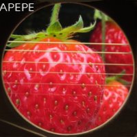 KUMIPPE (@kumippe935) 's Twitter Profile