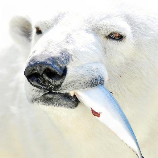 Bolnikfish's profile picture. 