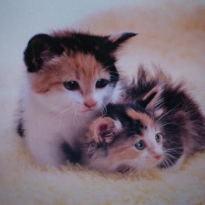 ヴィーノ