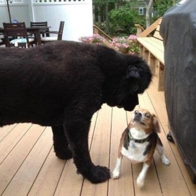 おもしろ犬画像 Sekky1014 Twitter おもしろ犬画像 Sekky1014 Twitter