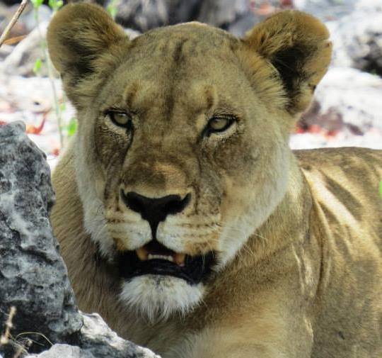 EtoshaNP's profile picture. Etosha is a 22 750km² wildlife sanctuary in Namibia – one of Africa’s most stable and accessible countries