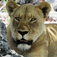 Etosha National Park (@etoshanp) 's Twitter Profile