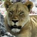 Etosha National Park (@etoshanp) Twitter profile photo