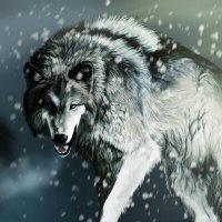 Survivor_Wolf (@survivor_wolf) 's Twitter Profile