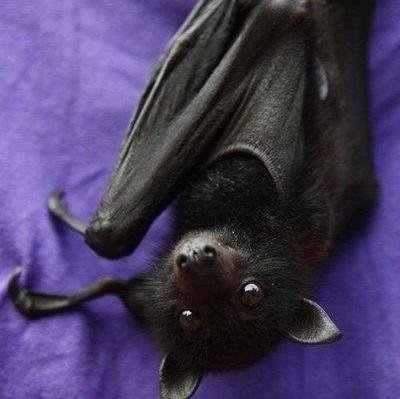 Dark_choko's profile picture. Лень и бесперспективность.