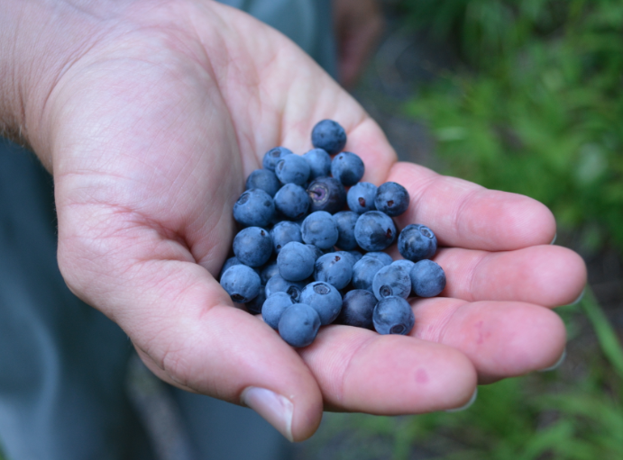 HikeOlympic's profile picture. #hiking #camping #fishing #photography #adventure #explore #hikeolympicpeninsula