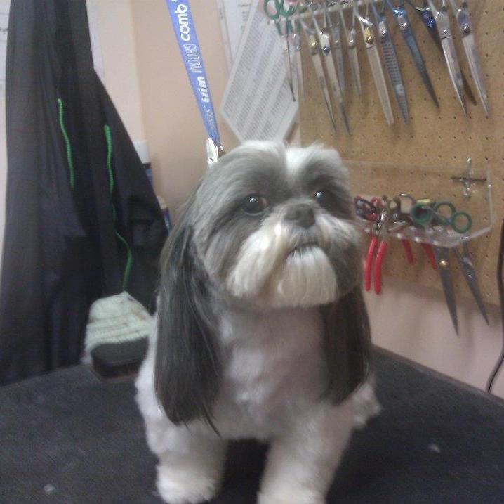 Miss Lili's Pet Salon is a full service dog, cat, and exotics grooming salon in Louisville KY