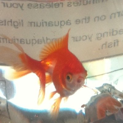 festivalfish's profile picture. This twitter page has been set up to help bring back our beloved pet fish Jerome who was stolen from us at leeds festival.