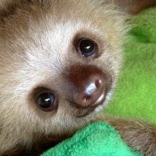 Syndee Sloth Love You All!