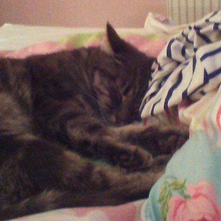 pumpkinHarris's profile picture. The new killer cat. The coolest new cat on the scene so cool I should have my own TV show . But have the most annoying owner . This is Pumpkin's life.