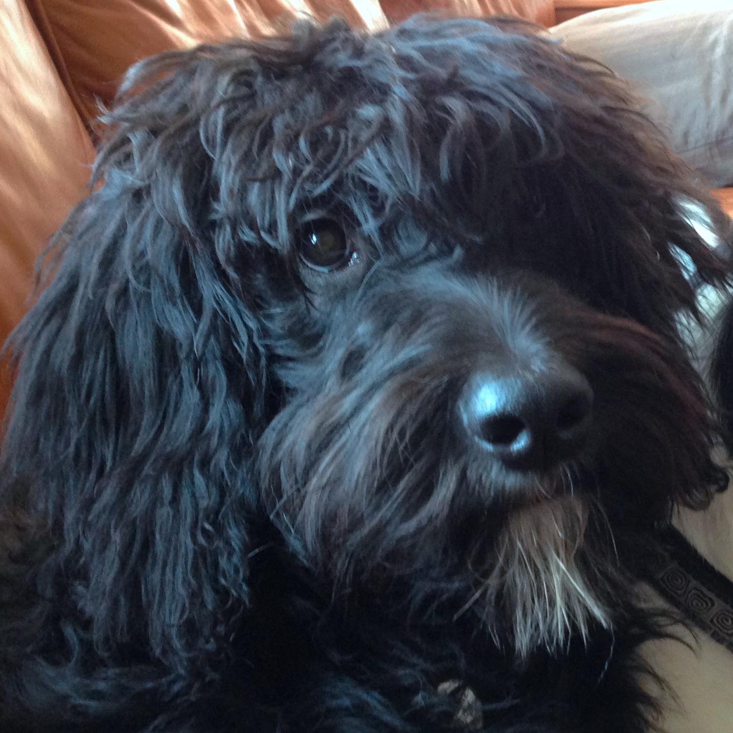 A bernedoodle (Bernese Mountain Dog X Standard Poodle). My owners are @leelefever and @sachilefever