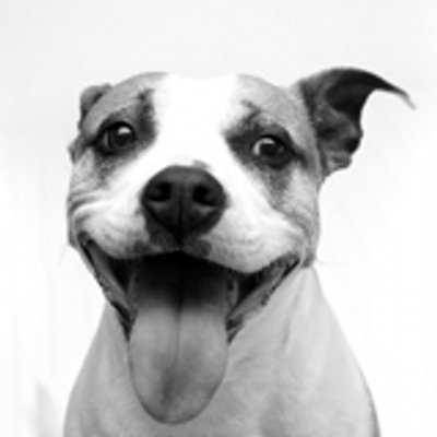 Lazy Dog (@TheLazyDogCafe) | Twitter