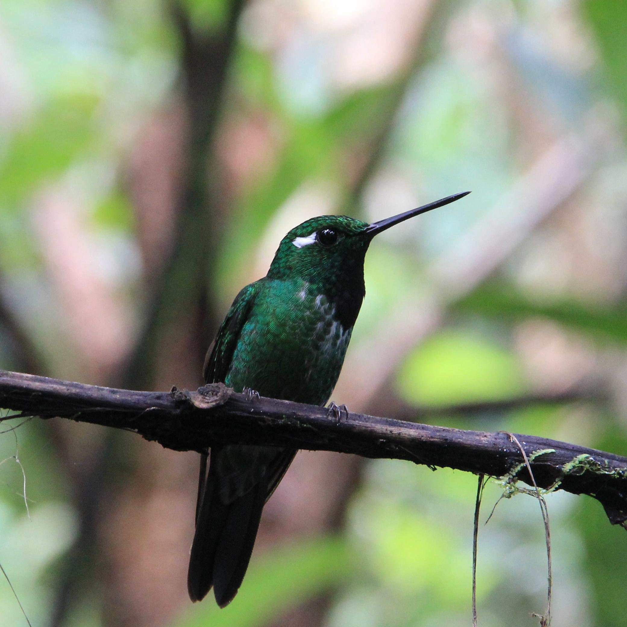 Ecologist studying plants, animals and the diversity of life.