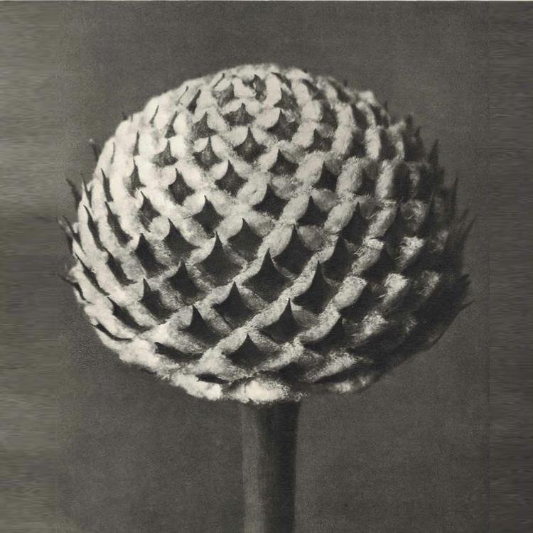 SuziTwitzerland's profile picture. Architecture, music, geometry.