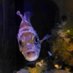 Groundfish Panel (@gapcrier) Twitter profile photo Groundfish Panel (@gapcrier) Twitter profile photo