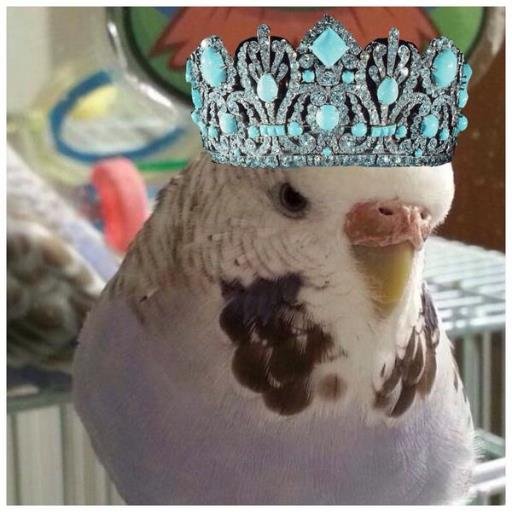 Hen living with @Beakerbeaker and @Bennyconure and mommy @MLBChicky.  Im prettier than all of them