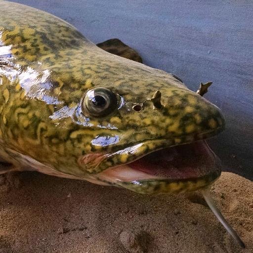 I'm a burbot in a bad mood. Not a Lota you can do about it.