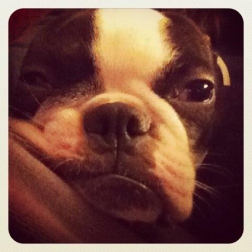 Anglophile. Watcher of BBC. Drinker of Washington beer & wine. Human companion to a Boston Terrier.