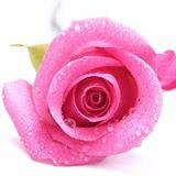 RDAromaticsLtd's profile picture. The most experienced merchant of essential oils in Canada, since 1988. Organic, wild-crafted and unusual essential oils and much much more!