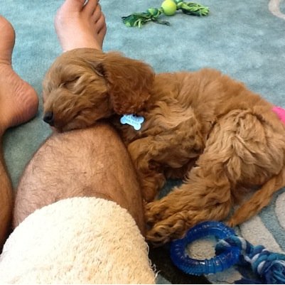 BrianCockapoo's profile picture. 