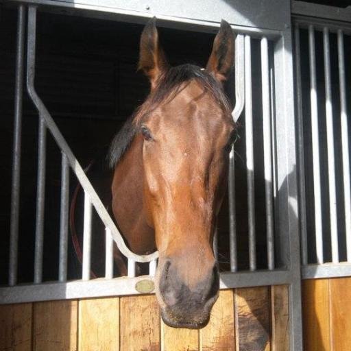 Work for Venetia Williams - Look after Ballyoliver, Cash & Go, Waldorf Salad, Finn Mac Cal. Ride Dubawi Island. Owner of Sustainabiliy, Quickbeam & Heartbuster