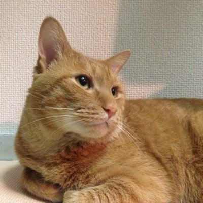 トキドキ何かにムチュウになる オナカが空いたらミャアと鳴く ヤボウはセカイセイフク？ シンパイゴトは今日のゴハン