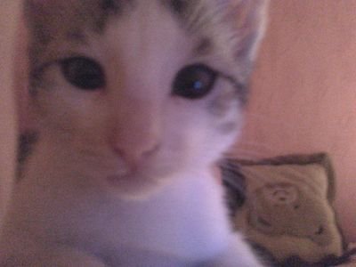 Je follow back MAIS que si tu es gentil ^^