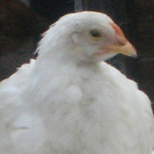 Amante de las descerebradas, es decir, las gallinas.  Me declaro una ciudadana común y consciente.