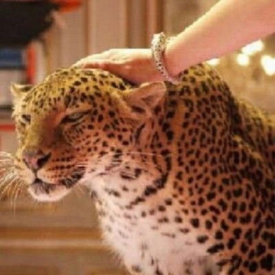 ‏‏‏‏‏‏‏‏‏‏‏‏‏‏‏‏مطنوخه واقدح من الشياطين راسي   ومن لا يجي بالطيب اجيبه طناخه (  عاشقة الهلال)
