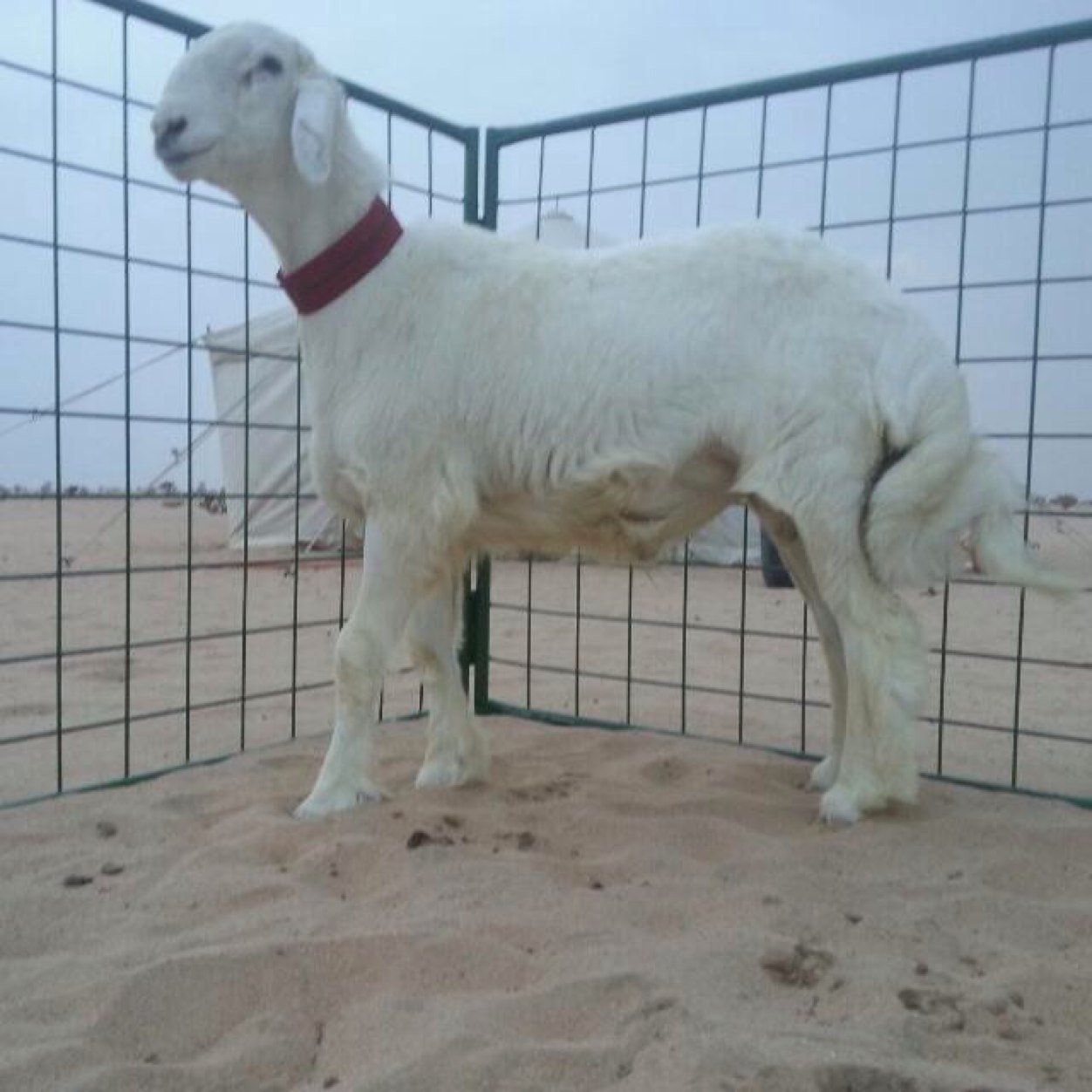 الطايف - البدحه للتواصل واتس آب ٠٥٥٧٠٠٦٦٦١