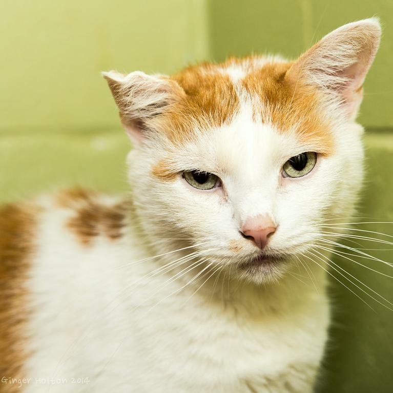 WASRhodeIsland's profile picture. Warren Animal Shelter
80 Wood Street 
Warren, RI  02885
 Call us: 401.245.4569