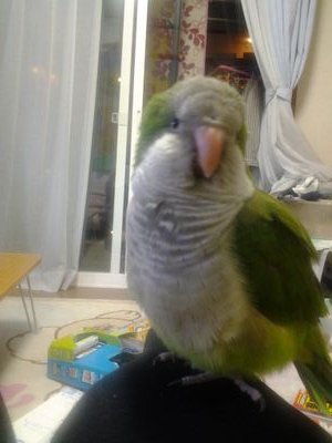とりカフェ　 Bird cageさんのプロフィール画像
