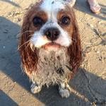 vblinkhorn's profile picture. Aquarian Mum x 4,partner 2 feisty ginger. Hugger,rainbow egg chicken breeder,maker.Hearts antiques,space travel,dogs,baking. Sometime actorYVR.Tofino:soul home.