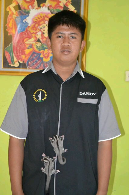 1927 #WANI | Sugar glider Surabaya (y)