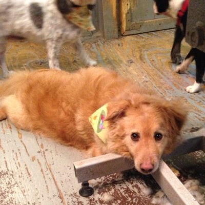 Cage Free TLC pet grooming in the heart of Old Webster