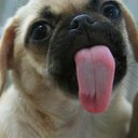 Priscilla Ho - @prisssskilla - Twitter