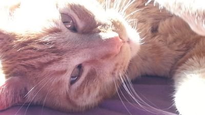 No compres uno de raza mejor ADOPTA uno SIN CASA. Me indigna el maltrato a los animales y la desidia con el medioambiente #NoAlMaltratoAnimal #AdoptaNoCompres