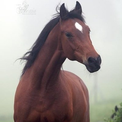 coaleut's profile picture. 