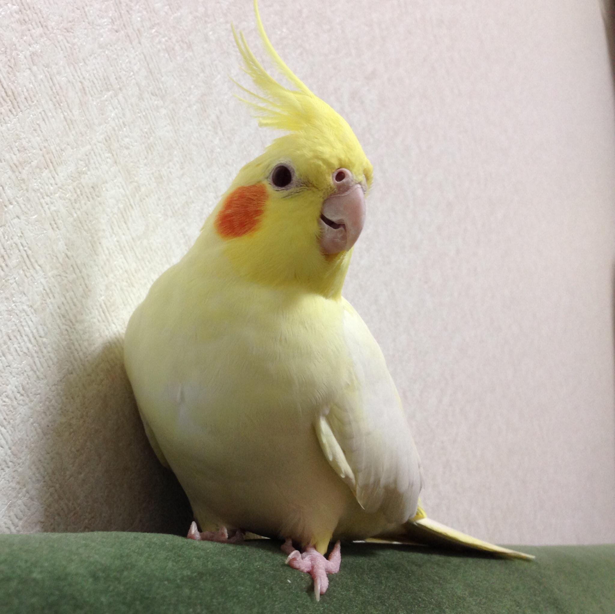 ♥️セロリ、枝豆、柿、梨、桃、アボカド、鯵、烏賊、河豚、ブランマンジェ、ジャンドゥーヤ、チーズ、InDesign、オカメインコ、シャルトリュー😀自然気胸、喘息、左右盲、タナトフォビア、先端恐怖症