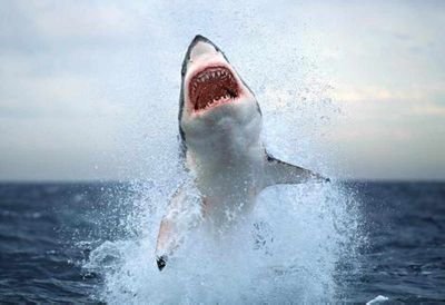 Swimming the Sharky infested waters. Jump on in, I don't bite.