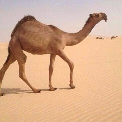 aaashhgg545's profile picture. سبحان الله وبحمده سبحان الله العظيم
