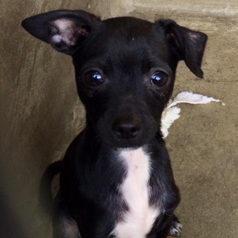 Little black dog dreaming BIG. Adopted by #oMyJules at West LA shelter