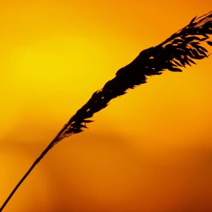 Truthful, Simple, Vegetarian, loves sunset, searching for peace