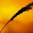 WisdomVedic's profile image
