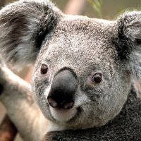 JoeZhang (@joezhang1983) 's Twitter Profile