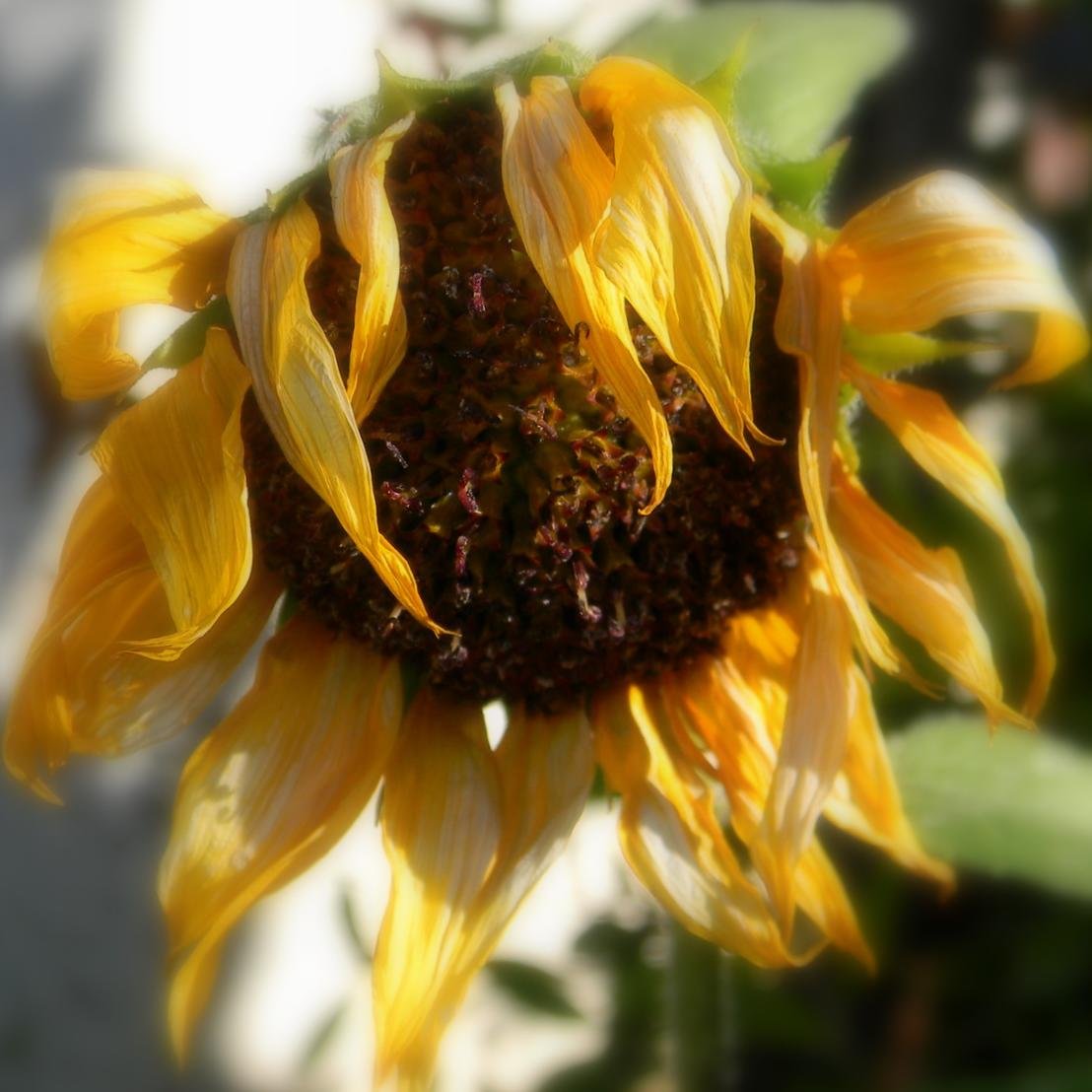 yunik176's profile picture. 🐼