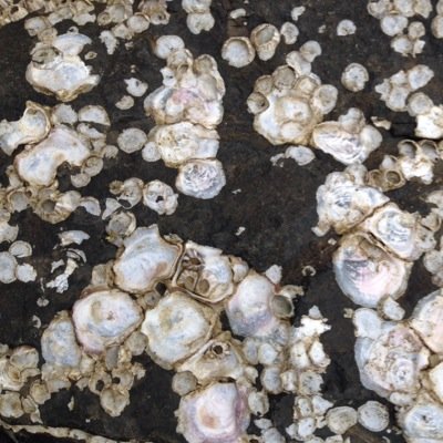 trueel's profile picture. Organize and boost your online learning